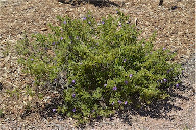 APII jpeg image of Eremophila ovata  © contact APII