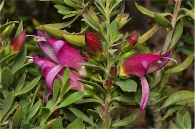 APII jpeg image of Eremophila glabra subsp. tomentosa  © contact APII