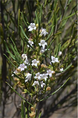 APII jpeg image of Eremophila paisleyi  © contact APII