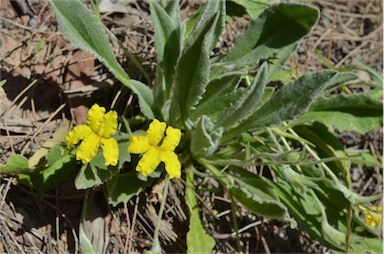 APII jpeg image of Goodenia robusta  © contact APII