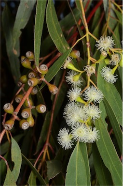 APII jpeg image of Eucalyptus porosa  © contact APII