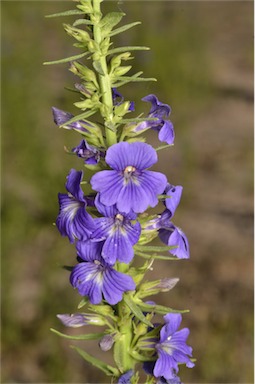 APII jpeg image of Stemodia florulenta  © contact APII