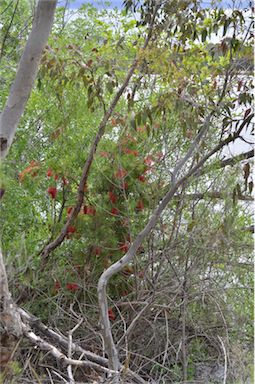 APII jpeg image of Callistemon  © contact APII