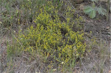 APII jpeg image of Pimelea curviflora var. sericea  © contact APII