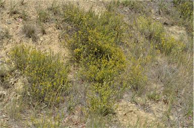 APII jpeg image of Pimelea curviflora var. sericea  © contact APII