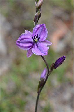 APII jpeg image of Arthropodium sp. Albury (A.D.J.Piesse 9)  © contact APII