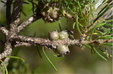 APII jpeg image of Melaleuca scabra  © contact APII