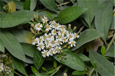 APII jpeg image of Olearia elliptica subsp. elliptica  © contact APII