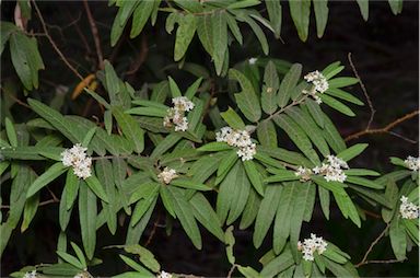 APII jpeg image of Commersonia salviifolia  © contact APII