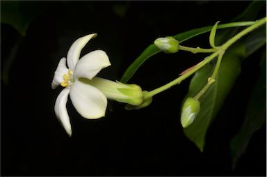 APII jpeg image of Hymenosporum flavum  © contact APII