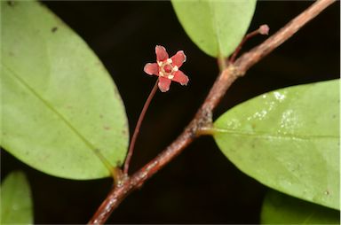 APII jpeg image of Hedraianthera porphyropetala  © contact APII