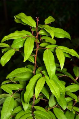 APII jpeg image of Hedraianthera porphyropetala  © contact APII