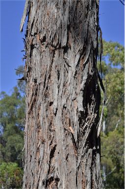 APII jpeg image of Eucalyptus notabilis  © contact APII