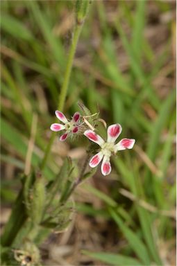 APII jpeg image of Silene gallica var. quinquevulnera  © contact APII