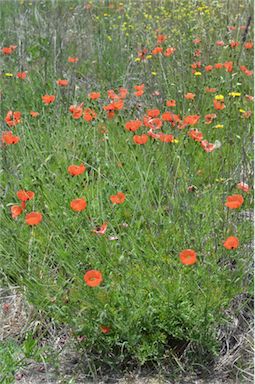 APII jpeg image of Papaver dubium  © contact APII