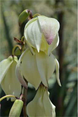 APII jpeg image of Yucca aloifolia  © contact APII