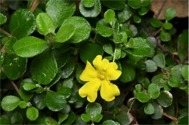 APII jpeg image of Hibbertia truncata  © contact APII