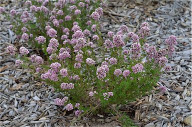 APII jpeg image of Chamelaucium uncinatum x Verticordia 'Paddy's Pink'  © contact APII