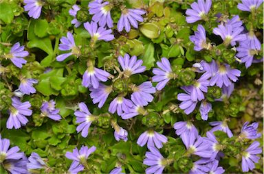 APII jpeg image of Scaevola albida 'Mauve Dome'  © contact APII