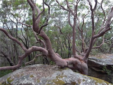 APII jpeg image of Angophora costata  © contact APII