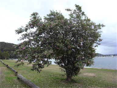 APII jpeg image of Lagunaria patersonia  © contact APII