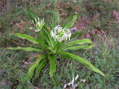 APII jpeg image of Crinum pedunculatum  © contact APII