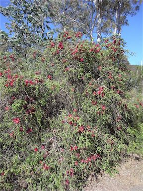 APII jpeg image of Melaleuca elliptica  © contact APII