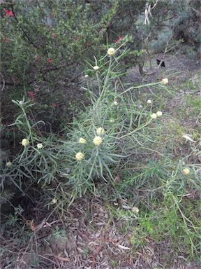 APII jpeg image of Isopogon sphaerocephalus  © contact APII