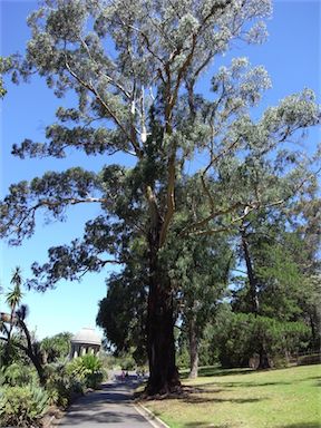 APII jpeg image of Eucalyptus smithii  © contact APII