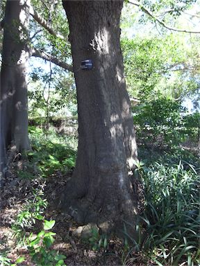 APII jpeg image of Banksia integrifolia  © contact APII