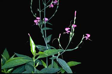 APII jpeg image of Hypoestes floribunda var. angustifolia  © contact APII