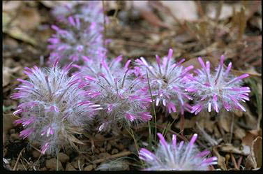 APII jpeg image of Ptilotus manglesii  © contact APII