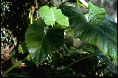 APII jpeg image of Alocasia brisbanensis  © contact APII