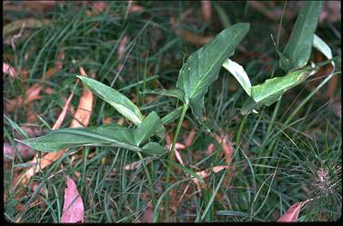 APII jpeg image of Typhonium eliosurum  © contact APII