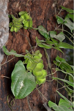 APII jpeg image of Dioscorea transversa  © contact APII