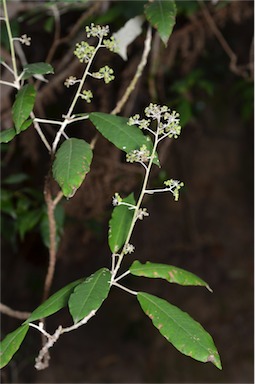 APII jpeg image of Astrotricha latifolia  © contact APII