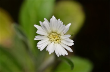 APII jpeg image of Erigeron bellidioides  © contact APII