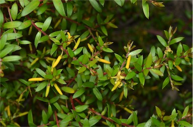 APII jpeg image of Persoonia acuminata  © contact APII