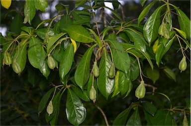 APII jpeg image of Hymenosporum flavum  © contact APII