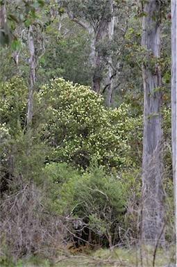 APII jpeg image of Callistemon pallidus  © contact APII