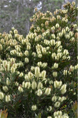 APII jpeg image of Callistemon pallidus  © contact APII