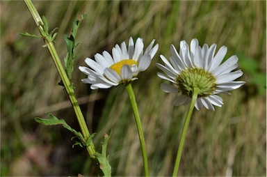 APII jpeg image of Leucanthemum vulgare  © contact APII