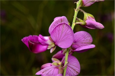 APII jpeg image of Polygala virgata  © contact APII