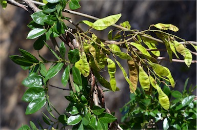 APII jpeg image of Austrosteenisia blackii var. blackii  © contact APII