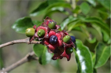 APII jpeg image of Clerodendrum tomentosum  © contact APII