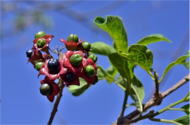 APII jpeg image of Clerodendrum tomentosum  © contact APII