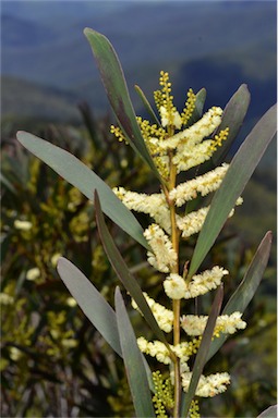 APII jpeg image of Acacia obtusifolia  © contact APII