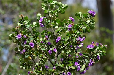 APII jpeg image of Prostanthera latifolia  © contact APII