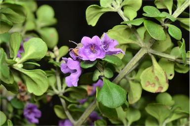 APII jpeg image of Prostanthera latifolia  © contact APII