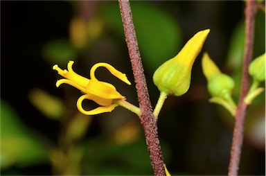 APII jpeg image of Persoonia lanceolata  © contact APII